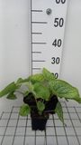 GRDplanten Brunnera 6x Kaukasische vergeet-mij-nietje - Brunnera macr. 'Alexander's Great' | 9x9 cm pot