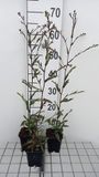GRDplanten Aster 6x Aster laevis 'Novemberblau' | 9x9 cm pot