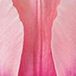 JUB - Tulipa Salmon Impression