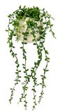 Flair Flower Senecio Kunstplant, hangplant, vetplanten, wanddecoratie, kunstbloem, kunstplant, hangende klimop, groene hanger, groene planten, kamerplant, decoratieve plant