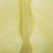 JUB - Tulipa Creme Fraiche