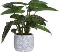 Kunstplant - Syngonium - 39cm - Multi