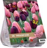Baltus Urban Flowers bloembollen – Twilight zone - 2 x 16 stuks