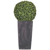 WellHome Rato pot de fleurs set haut 35 litres Prosperplast Urbi Square Effet en plastique avec conteneur en anthracite, 55 (H) (L) x 29,5 (P) cm + buis boule diamètre 36 cm