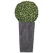 WellHome Rato pot de fleurs set haut 35 litres Prosperplast Urbi Square Effet en plastique avec conteneur en anthracite, 55 (H) (L) x 29,5 (P) cm + buis boule diamètre 36 cm
