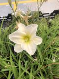 GRDplanten Groendecor Tuinarchitectuur 6x Daglelie - Hemerocallis 'Gentle 'Shepherd' | 9x9 cm pot