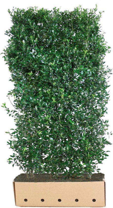 Quickhedge Ilex meserveae Heckenpracht 200 cm