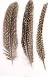 Glorex Hobby Parelhoen/fazanten sierveren - 5 stuks - Multi
