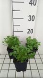 GRDplanten Groendecor Tuinarchitectuur 6x Klokje - Campanula cochl. 'Blue' | 9x9 cm pot