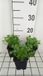 GRDplanten Groendecor Tuinarchitectuur 6x Klokje - Campanula cochl. 'Blue' | 9x9 cm pot