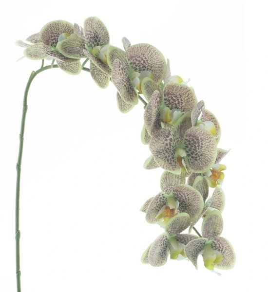 Buitengewoon Boet Kunstbloem Phalaenopsis Spray Bensa Groen - 111 cm