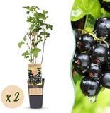 Green boutiQ - Ribes nigrum Ben Nevis - Zwarte Bes - 2 Planten