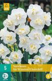 jub Bol 5 NARCISSUS SIR WINSTON CHURCHILL 12/14