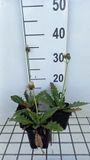 GRDplanten Groendecor Tuinarchitectuur 6x Cirsium - Cirsium riv. 'Frosted Magic' | 9x9 cm pot