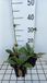 GRDplanten Groendecor Tuinarchitectuur 6x Cirsium - Cirsium riv. 'Frosted Magic' | 9x9 cm pot