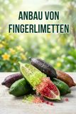 Anbau von Fingerlimetten: Eine vollständige Schritt-für-Schritt-Anleitung zum Anbau von Fingerlimetten – von der Sortenwahl und dem Pflanzen bis hin zur Pflege, Bestäubung und Ernte