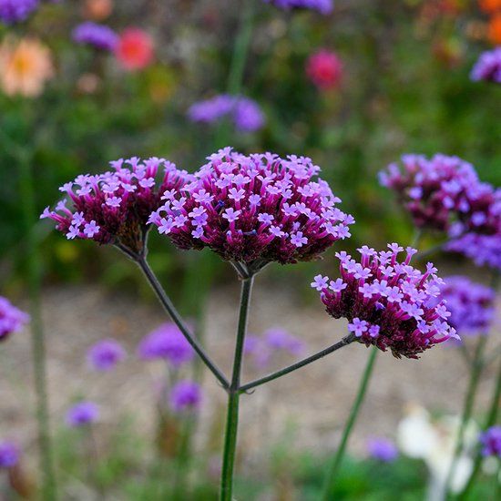 Griffioen QFB Gardening Verbena bonariensis | 1 stuk | Bijen- en vlinderplant | 11x11 cm Kwekerspot | Paars