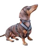 CandyPet 3-punts anti-trekharnas - ideaal voor windhonden: Italiaanse windhond, Whippet, windhond, poenco - veilig, ademend en duurzaam, wandelen, training en hardlopen - antraciet, S