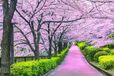 Cherry Blossom Bliss Puzzle 1000 pièces