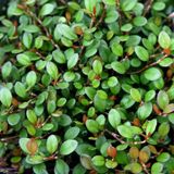 Arborix Muehlenbeckia 6x Muehlenbeckia axillaris Pot 9x9cm - Prachtige klimplant voor jouw tuin