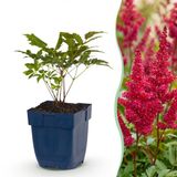 Green boutiQ Astilbe Fanal Pluimspirea Rood 1 Plant Pot 11cm Hoogte 15-25cm
