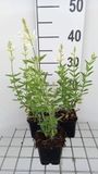 GRDplanten Groendecor Tuinarchitectuur 6x Struiksalie - Salvia greggii 'Alba' | 9x9 cm pot