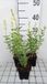 GRDplanten Groendecor Tuinarchitectuur 6x Struiksalie - Salvia greggii 'Alba' | 9x9 cm pot