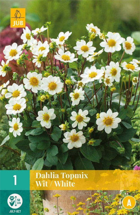 Dahlia Topmix Wit - 1st - Bloembollen - JUB Holland