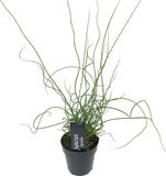 Bloomique - Juncus Spiralis - Krulpitrus - Vijverplanten - Waterplanten - Winterhard - Hoogte 20-30 cm - Pot 9 cm