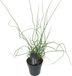 Bloomique - Juncus Spiralis - Krulpitrus - Vijverplanten - Waterplanten - Winterhard - Hoogte 20-30 cm - Pot 9 cm