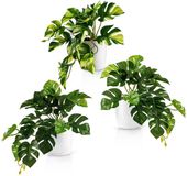 PASCH® Set van 3 kunst Monstera (20cm) in witte keramiek potten