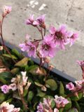 GRDplanten Groendecor Tuinarchitectuur 6x Schoenlappersplant - Bergenia 'Bressingham Ruby' | 9x9 cm pot
