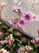 GRDplanten Groendecor Tuinarchitectuur 6x Schoenlappersplant - Bergenia 'Bressingham Ruby' | 9x9 cm pot