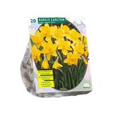 Baltus Narcis Carlton per 20 bloembollen