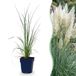 Green boutiQ Dwergpampasgras Cortaderia sell. Pumila - Grijs - 1 Plant - Pot 11cm
