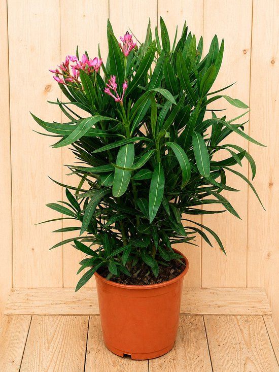 Warentuin Natuurlijk Nerium oleander roze 70 cm