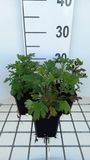 Groendecor Tuinarchitectuur 6x Chrysanthemum - Chrysanthemum (rub.) 'Duchess of Edinburgh' | pot de 9x9 cm