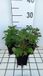 Groendecor Tuinarchitectuur 6x Chrysanthemum - Chrysanthemum (rub.) 'Duchess of Edinburgh' | pot de 9x9 cm