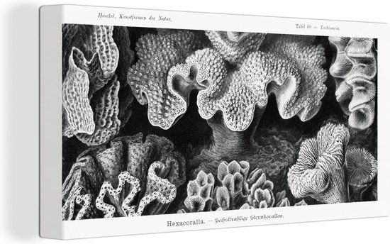 OneMillionCanvasses Canvas Schilderij - Koraal - Zwart-Wit - Ernst Haeckel - 160x80 cm