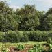 Grillage de fil avec ancres au sol 1,4x25 m anthracite