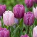 Green boutiQ - 80x Tulipa Prince mix
