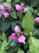 GRDplanten Groendecor Tuinarchitectuur 6x Schildpadbloem - Chelone obliqua | 9x9 cm pot