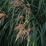 Arborix 6 x Miscanthus Sinensis 'China' - Scherpgroen pot 9 x 9 cm