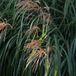 Arborix 6 x Miscanthus Sinensis 'China' - Scherpgroen pot 9 x 9 cm