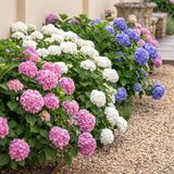 KH Bloembollen Green boutiQ Hortensia - Hydrangea macrophylla Tricolour - Bloem Blauw, Roze en Wit - 3 Planten - Bladverliezend - Weinig Onderhoud - Pot 17cm Hoogte 30cm