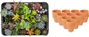 Green Boutiq ZynesFlora Mini Succulenten Mix - 30 Stuks - Incl. Ø 8.1 cm Terracotta Bloempot - Hoogte: 5-10 cm