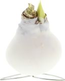 Bloomique Amaryllis Bol in Witte Wax - Kolibri Wit - Bloembol