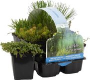 Bloomique - Set van 6 Zuurstofrijke Vijverplanten