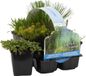 Bloomique - Set van 6 Zuurstofrijke Vijverplanten