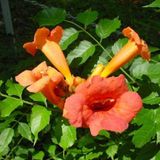 Arborix Campsis Rad. 'Flamenco' - Trompetbloem 50-60 cm in pot